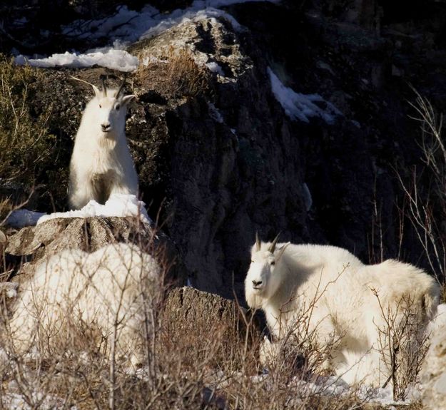 Mountain Goats Posing. Photo by Dave Bell.