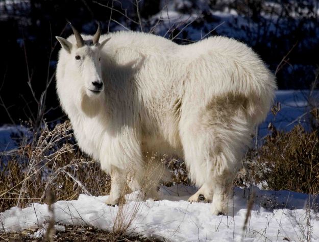 One Goat Posing. Photo by Dave Bell.