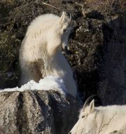 This Is My Rock!. Photo by Dave Bell.