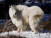 One Goat Posing. Photo by Dave Bell.