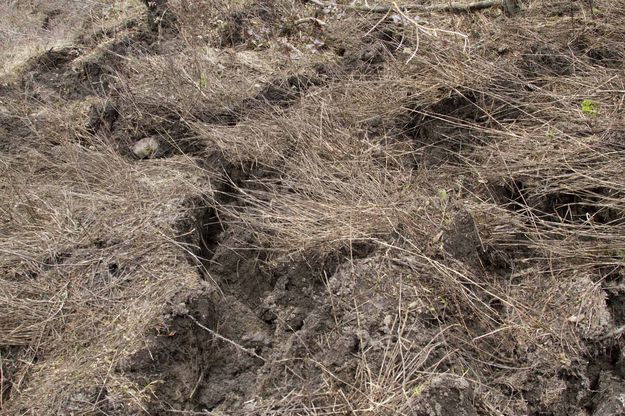 Torn Earthen Chunks. Photo by Dave Bell.