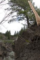 Split Tree--Eastern Edge--Looking Towards Top. Photo by Dave Bell.