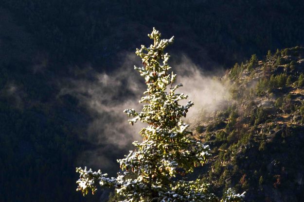 White Sentinel. Photo by Dave Bell.