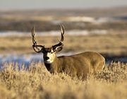 Muley Buck. Photo by Dave Bell.
