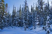 Winter Forest. Photo by Dave Bell.