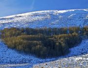 Aspen Grove Late Sun. Photo by Dave Bell.