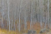 Winter Aspen and Fall Grasses. Photo by Dave Bell.