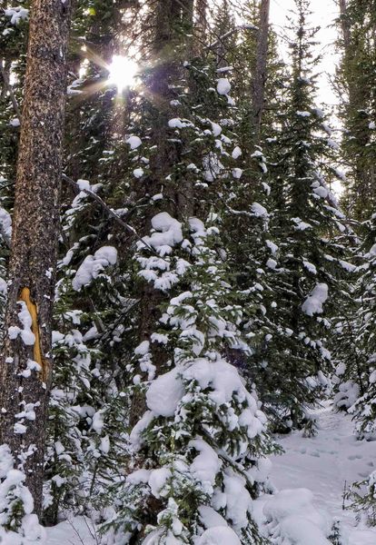 Snowy Forest. Photo by Dave Bell.