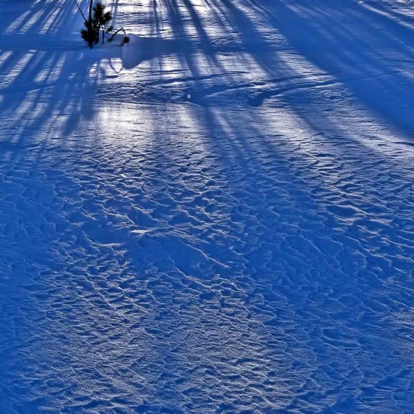 Shadows. Photo by Dave Bell.