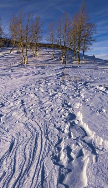 Snowy Patterns. Photo by Dave Bell.