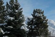 Snow Covered Trees. Photo by Dave Bell.