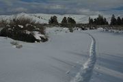 Snowshoe Tracks On Lander Cut-Off Of Oregon Trail. Photo by Dave Bell.