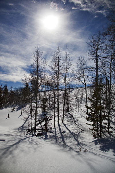 Bright Sun And Deep Snow. Photo by Dave Bell.