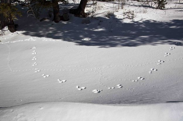 Tracks. Photo by Dave Bell.