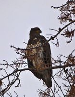 On The Lookout!. Photo by Dave Bell.