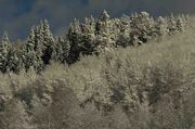 Frosty Trees. Photo by Dave Bell.