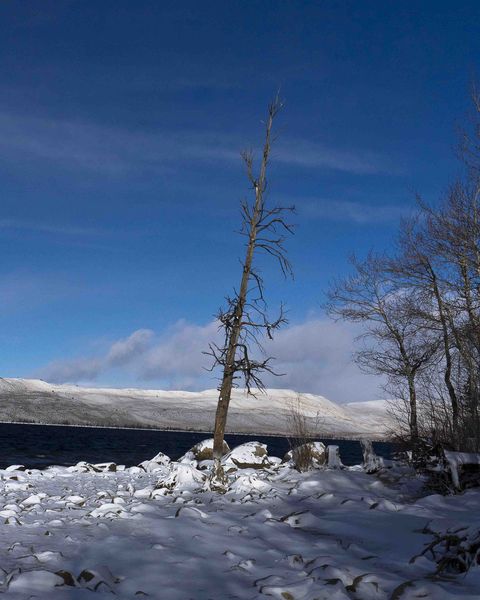 Lone Snag. Photo by Dave Bell.