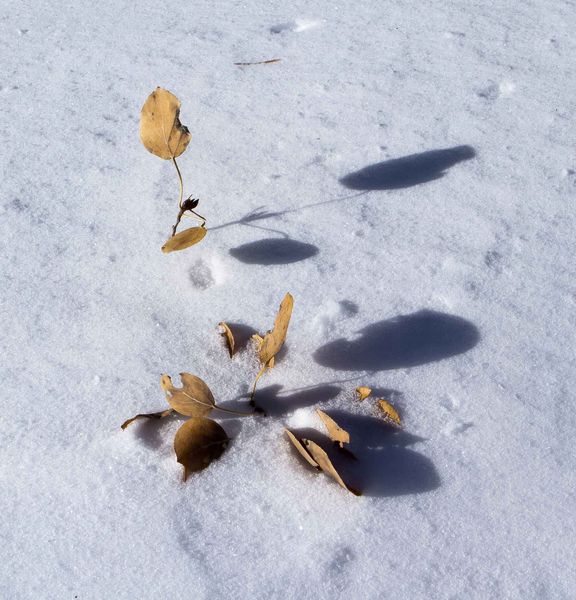 Fallen Shadows. Photo by Dave Bell.