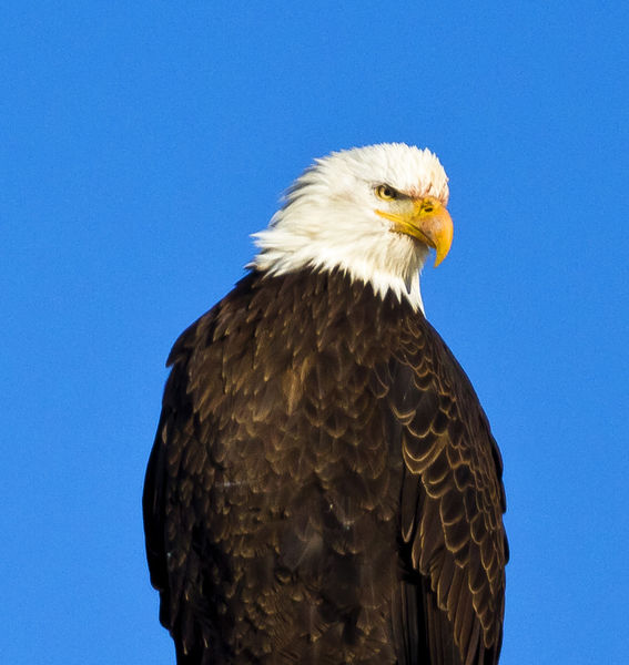 Magnificent. Photo by Dave Bell.