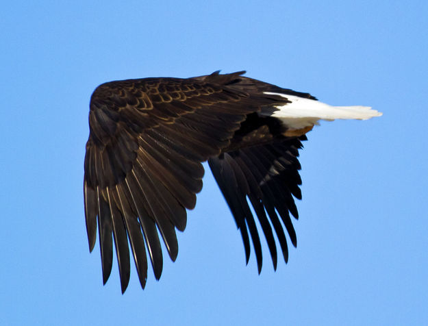 Aerodynamic!. Photo by Dave Bell.