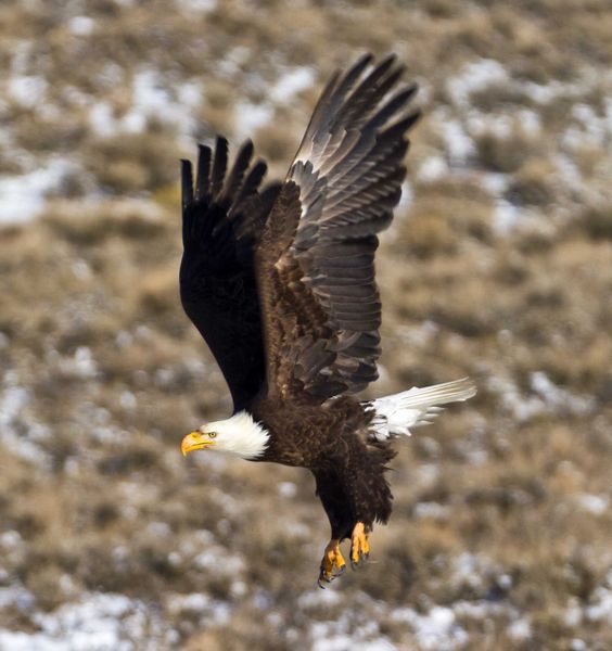 Eagle Flight. Photo by Dave Bell.