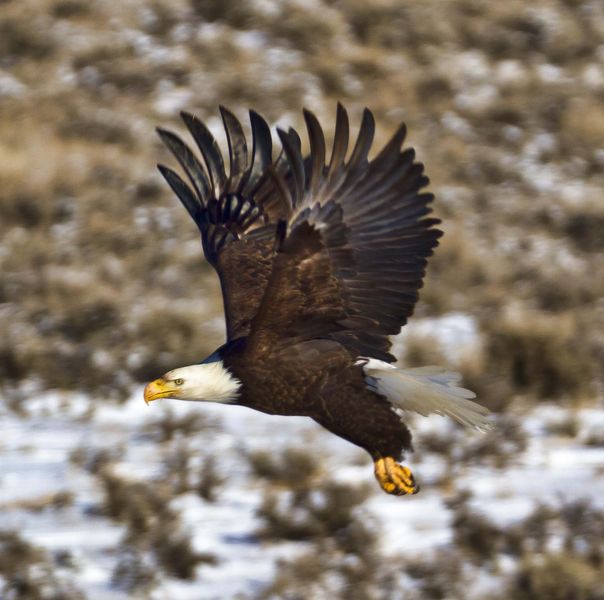 Baldy Working Hard. Photo by Dave Bell.