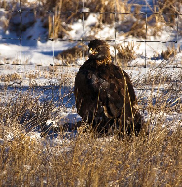 What?  Me!. Photo by Dave Bell.