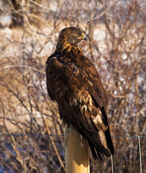 Golden Eagle. Photo by Dave Bell.