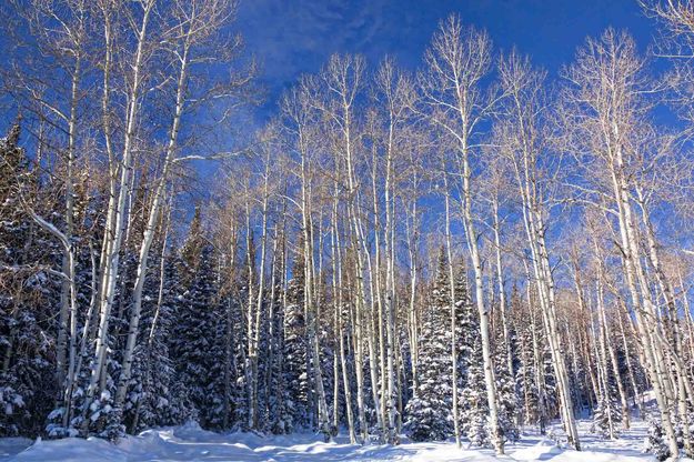 Winter In The Wyoming Range. Photo by Dave Bell.