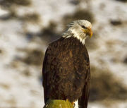 Eagle Eye. Photo by Dave Bell.