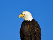 Up Close. Photo by Dave Bell.