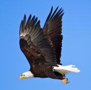 In Flight. Photo by Dave Bell.