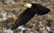 Unstable Flight. Photo by Dave Bell.