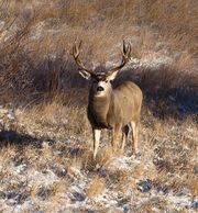 Nice Muley. Photo by Dave Bell.