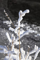 Hoar Frost. Photo by Dave Bell.