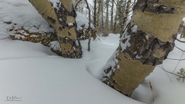 Trunks In Deep Snow. Photo by Dave Bell.