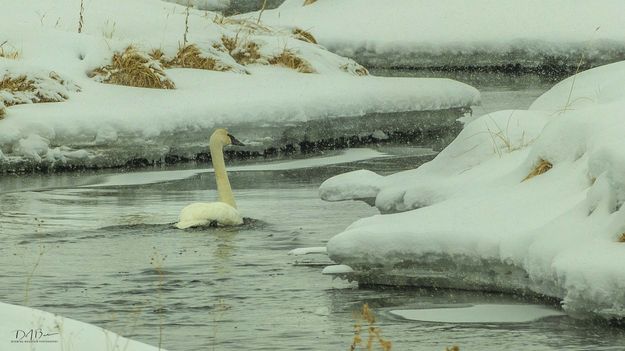 Swimming In The Snow. Photo by Dave Bell.