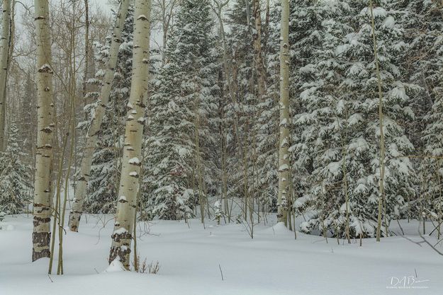 Beautiful Snowy Forest. Photo by Dave Bell.