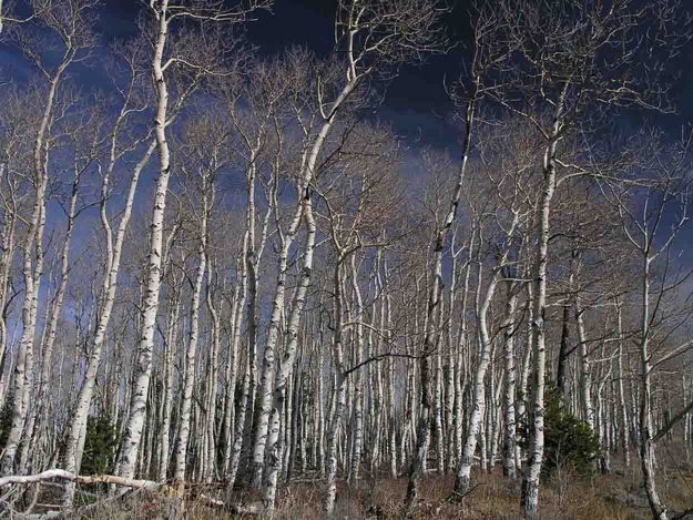 Bare Aspen Grove. Photo by Dave Bell.