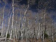 Bare Aspen Grove. Photo by Dave Bell.