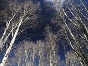 Blue Sky and Bare Aspen. Photo by Dave Bell.