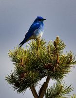 Mountain Bluebird Hardly Working. Photo by Dave Bell.