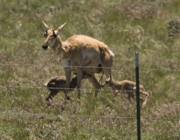 Twins and Mom!. Photo by Dave Bell.