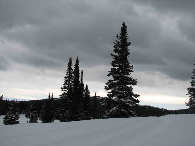 Solitary Sentinels. Photo by Dave Bell.