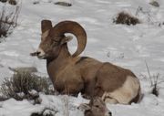 Bighorn Ram. Photo by Dave Bell.