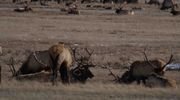 Horn(s) A Plenty. Photo by Dave Bell.