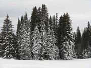 Snowy Sub-Alpine Fir. Photo by Dave Bell.