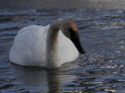 White Swan. Photo by Dave Bell.