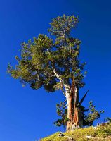 Old But Still Standing Tall. Photo by Dave Bell.