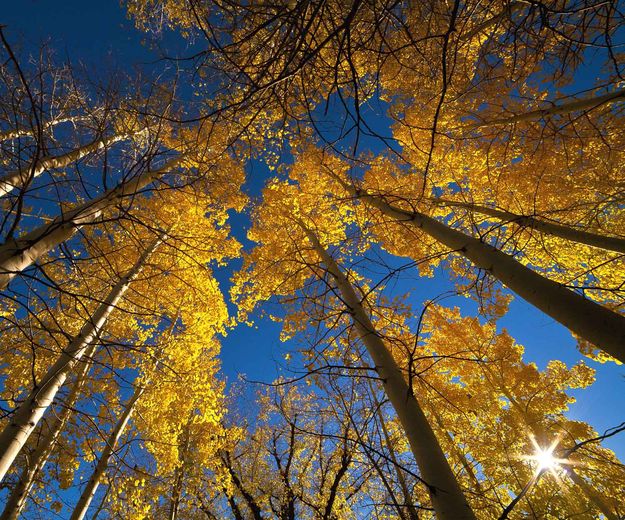 Aspens. Photo by Dave Bell.